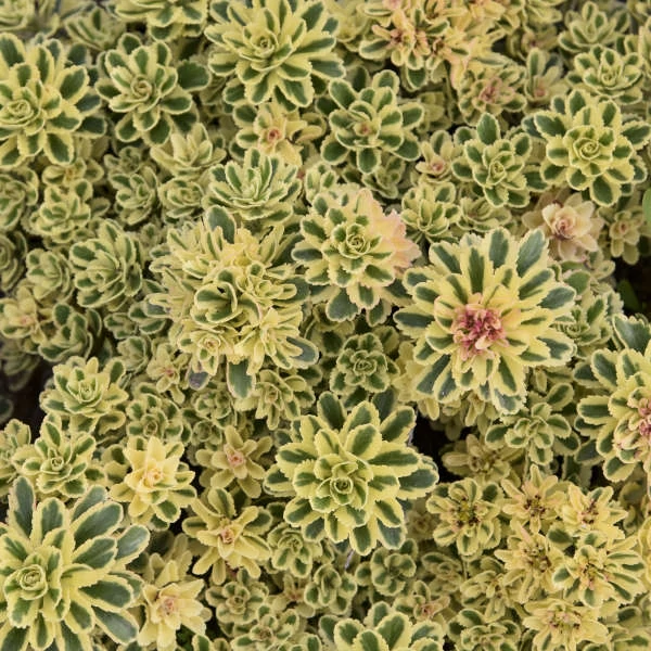 Sedum takesimense 'Atlantis' – Koreai varjúháj