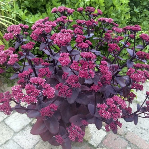 Sedum telephium 'Seduction Cherry Chocolate' – Hegyi varjúháj