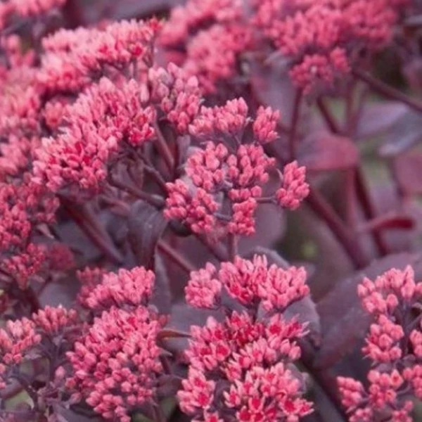 Sedum telephium 'Seduction Cherry Chocolate' – Hegyi varjúháj