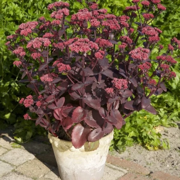 Sedum telephium 'Seduction Cherry Chocolate' – Hegyi varjúháj