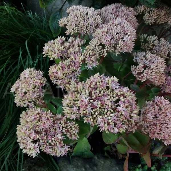 Sedum telephium 'Seduction Pink Passion' (Green-Pink) - Kárpáti (hegyi) varjúháj