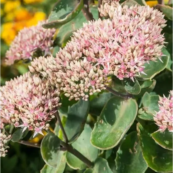 Sedum telephium 'Seduction Pink Passion' (Green-Pink) - Kárpáti (hegyi) varjúháj