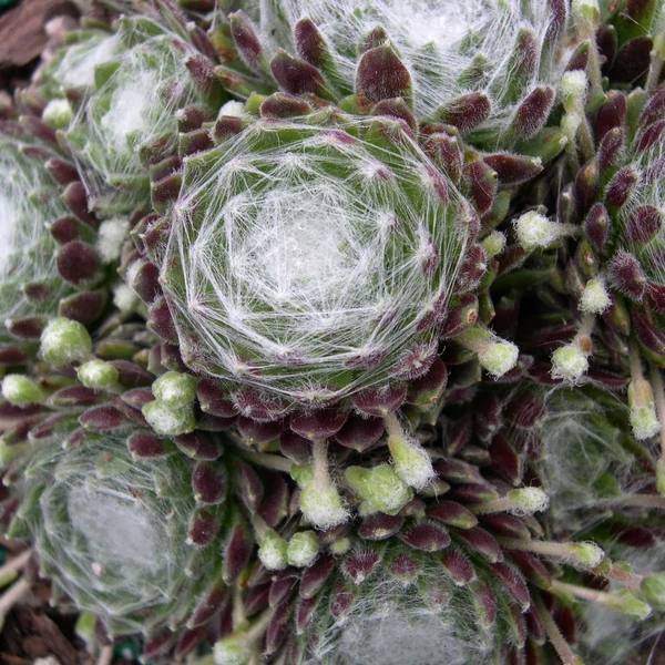 Sempervivum arachnoideum - Pókhálós kövirózsa