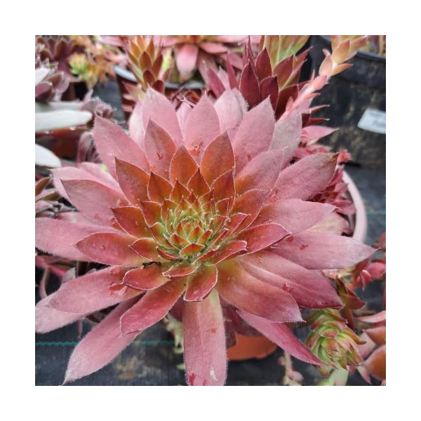 Sempervivum 'Draco' – Kövirózsa