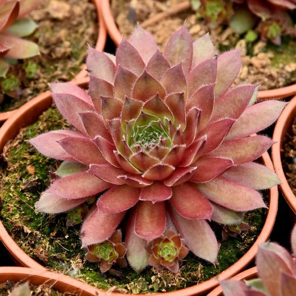 Sempervivum 'Draco' – Kövirózsa