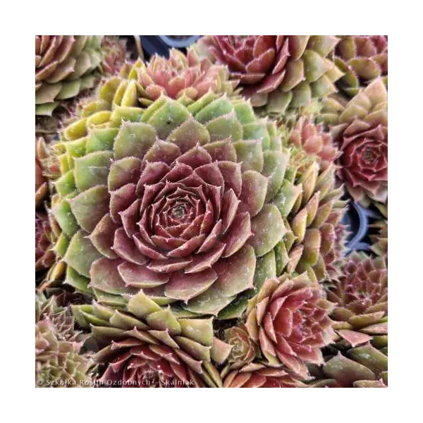 Sempervivum 'Draco' – Kövirózsa