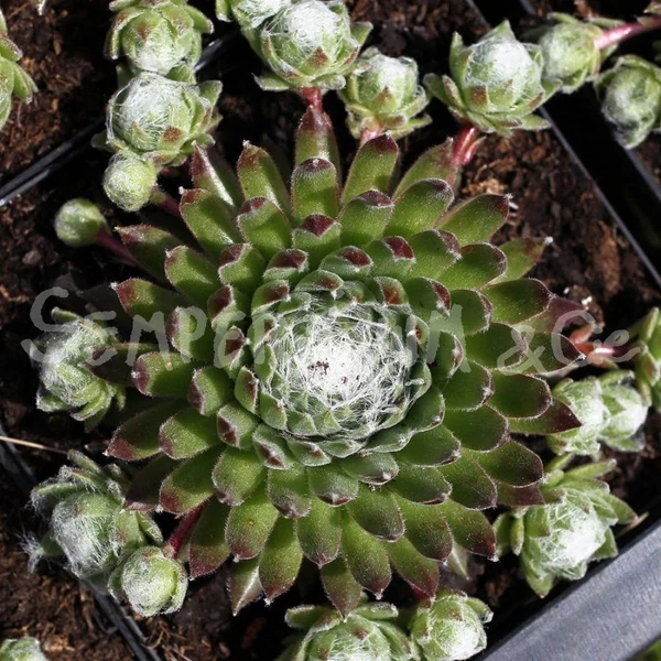 Sempervivum 'Koko Flanel' – Kövirózsa