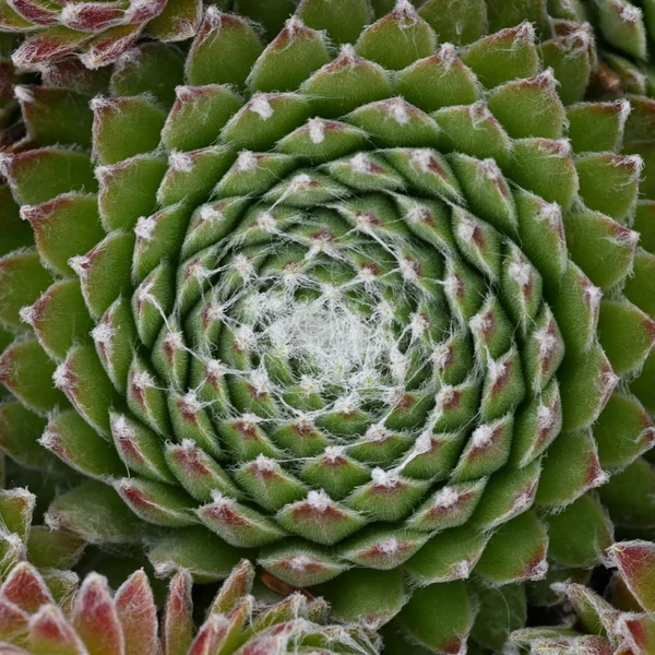 Sempervivum 'Koko Flanel' – Kövirózsa