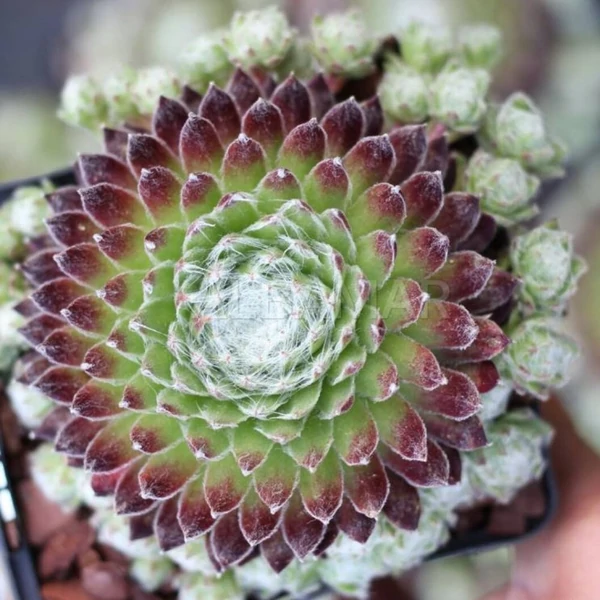 Sempervivum 'Koko Flanel' – Kövirózsa