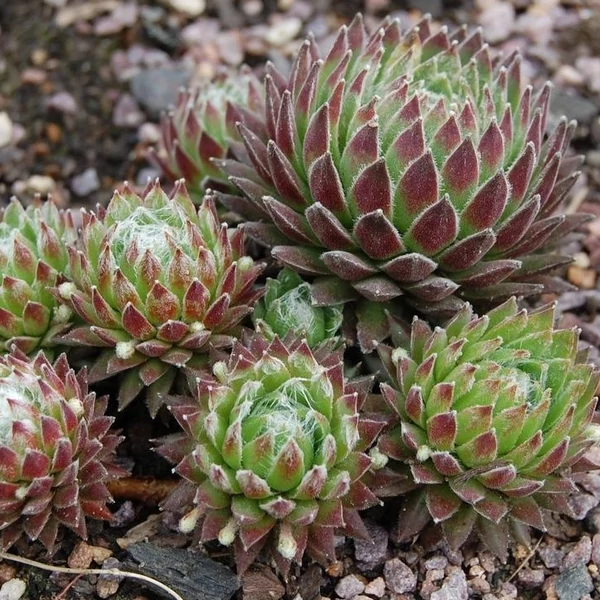 Sempervivum 'Koko Flanel' – Kövirózsa