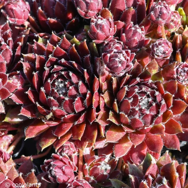 Sempervivum 'Silberkarneol' – Kövirózsa