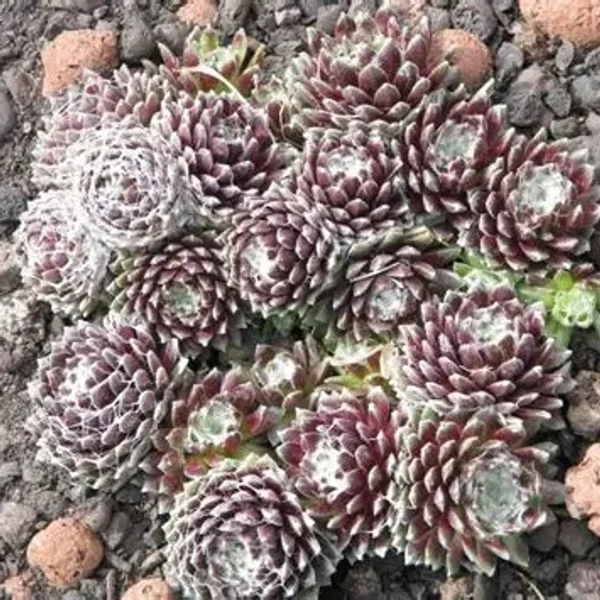 Sempervivum 'Silberkarneol' – Kövirózsa