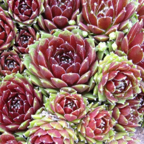 Sempervivum 'Silberkarneol' – Kövirózsa