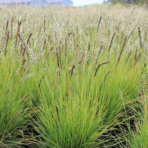 Sesleria autumnalis – Nyúlfarkfű
