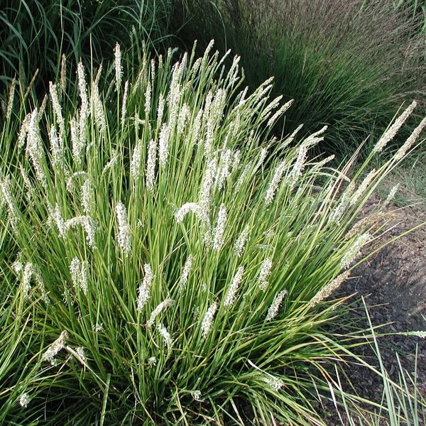 Sesleria autumnalis – Nyúlfarkfű