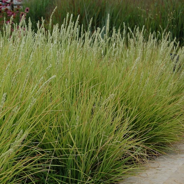 Sesleria autumnalis – Nyúlfarkfű