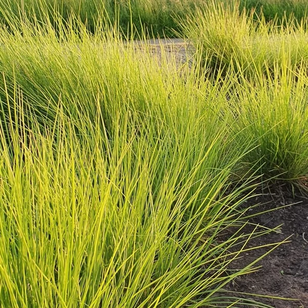 Sesleria autumnalis – Nyúlfarkfű
