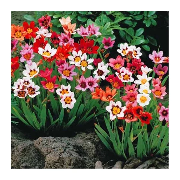 Sparaxis tricolor - Cigányvirág, színkeverék