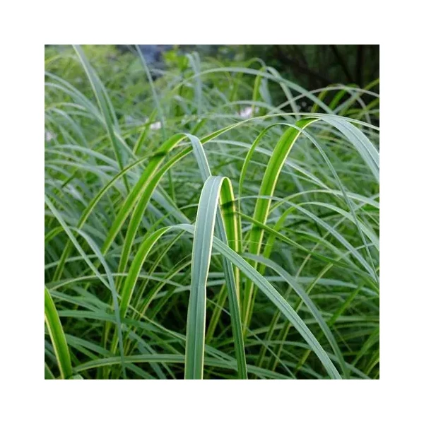 Spartina pectinata 'Aureomarginata' - Préri zsinegfű