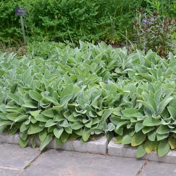 Stachys byzantina 'Big Ears' – Gyapjas tisztesfű