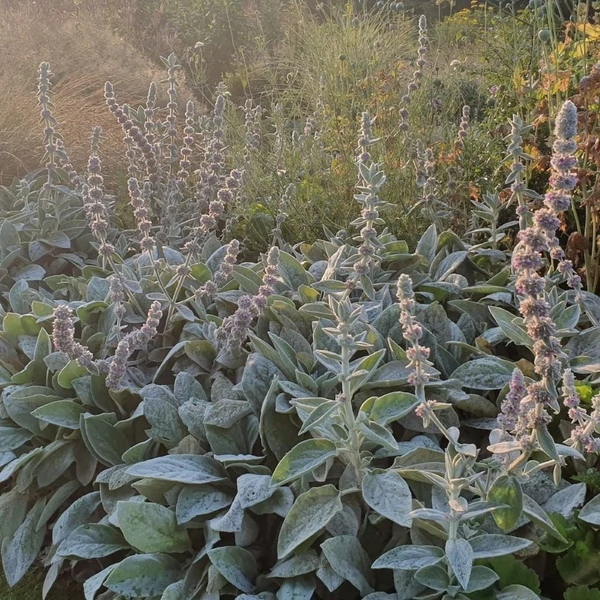 Stachys byzantina 'Big Ears' – Gyapjas tisztesfű