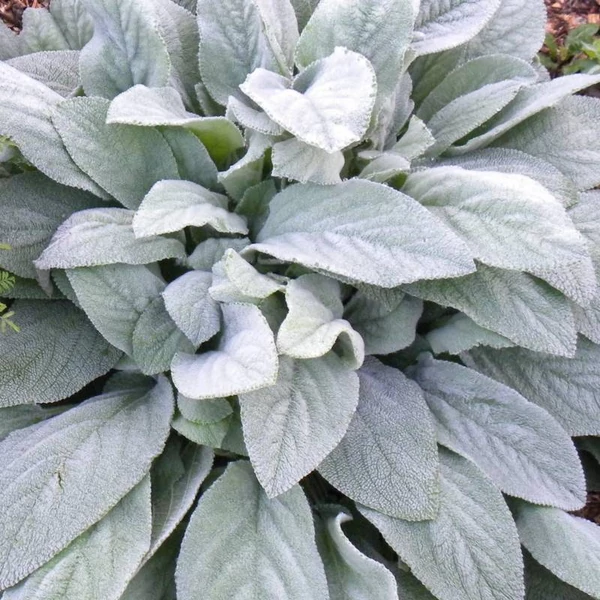 Stachys byzantina 'Big Ears' – Gyapjas tisztesfű