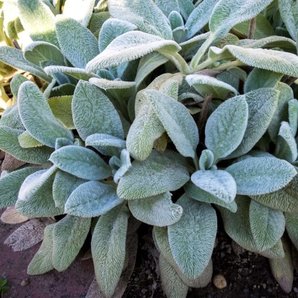 Stachys byzantina - Gyapjas tisztesfű