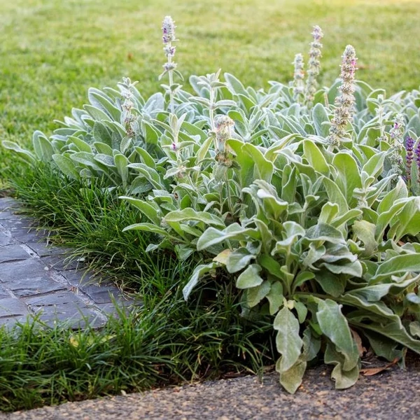 Stachys byzantina - Gyapjas tisztesfű