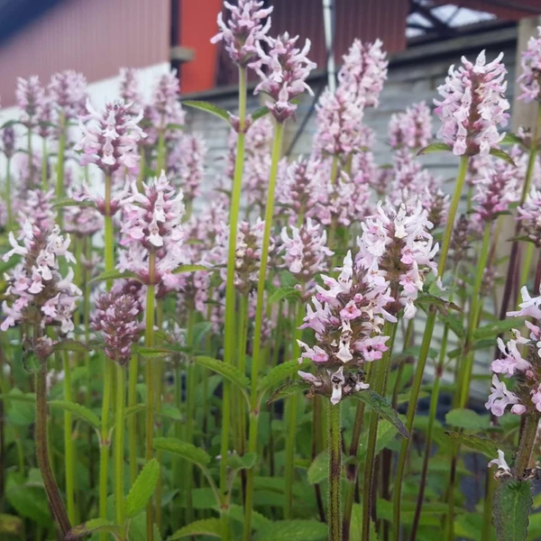 Betonica hirsuta (syn.: Stachys monieri) 'Rosea' - Nagyvirágú tisztesfű