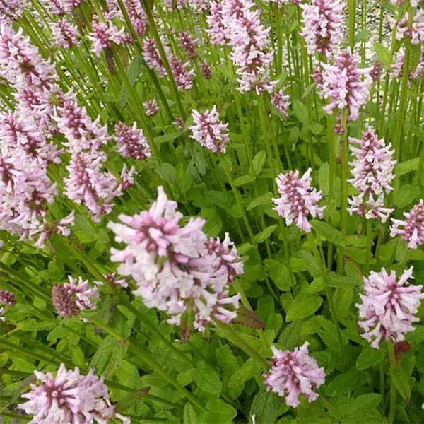 Betonica hirsuta (syn.: Stachys monieri) 'Rosea' - Nagyvirágú tisztesfű