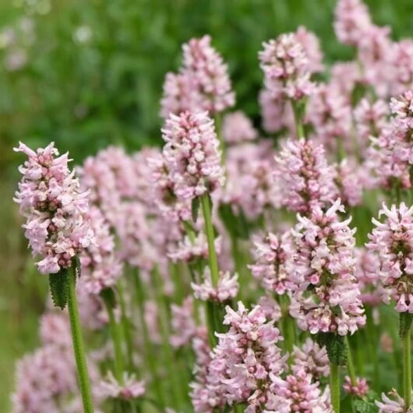 Betonica hirsuta (syn.: Stachys monieri) 'Rosea' - Nagyvirágú tisztesfű