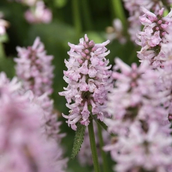 Betonica hirsuta (syn.: Stachys monieri) 'Rosea' - Nagyvirágú tisztesfű