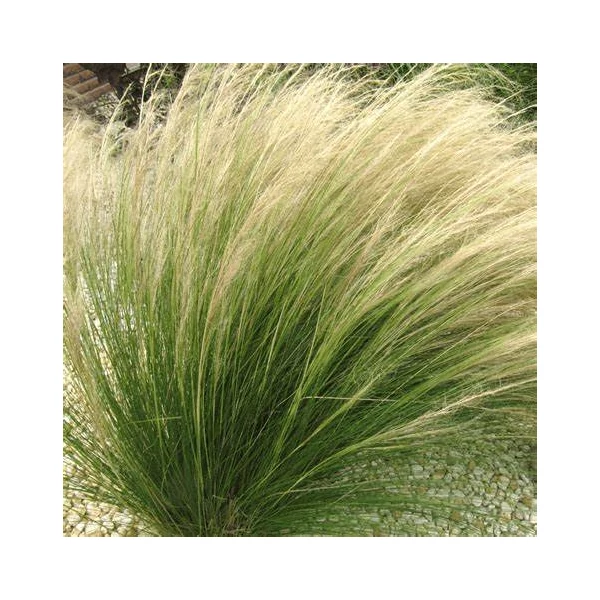 Stipa tenuissima 'Pony Tails' - Mexikói árvalányhaj