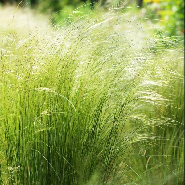 Stipa tenuissima 'Pony Tails' - Mexikói árvalányhaj