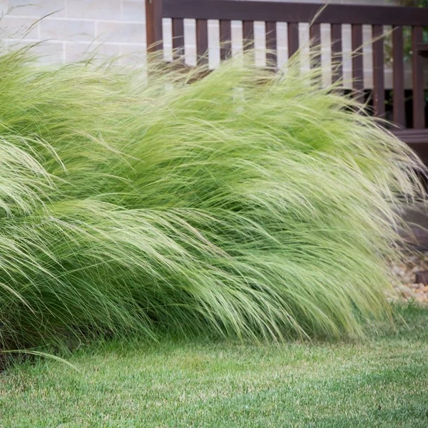 Stipa tenuissima 'Pony Tails' - Mexikói árvalányhaj