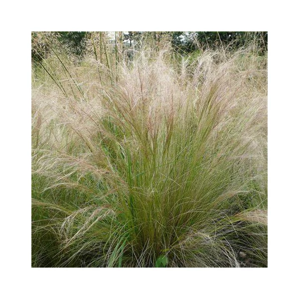 Stipa tenuissima 'Pony Tails' - Mexikói árvalányhaj
