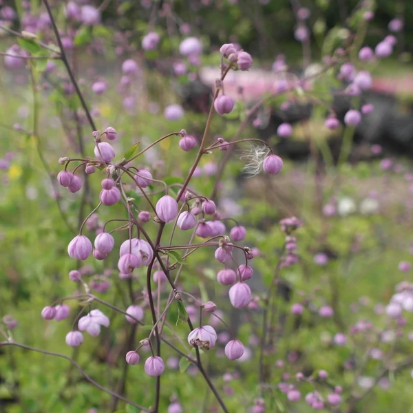 Thalictrum 'Splendide' – Szárnyastermésű borkóró
