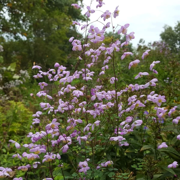 Thalictrum 'Splendide' – Szárnyastermésű borkóró