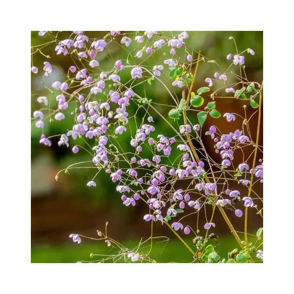 Thalictrum 'Splendide' – Szárnyastermésű borkóró
