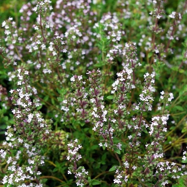 Thymus vulagris 'German Winter' – Kakukkfű