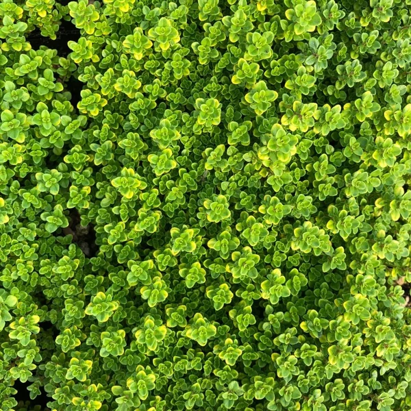 Thymus citriodorus (X) 'Archer's Gold' - Citromillatú kakukkfű