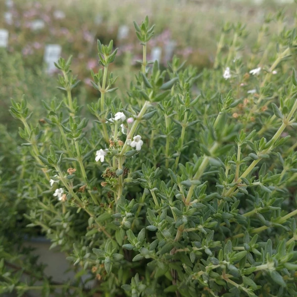 Thymus x citriodorus 'Fragrantissimus Orange' – Citrom illatú kakukkfű