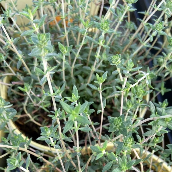 Thymus x citriodorus 'Fragrantissimus Orange' – Citrom illatú kakukkfű