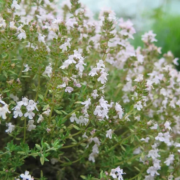 Thymus x citriodorus 'Fragrantissimus Orange' – Citrom illatú kakukkfű