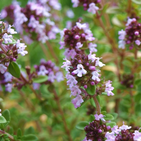 Thymus x citriodorus 'Lemon' – Citrom illatú kakukkfű