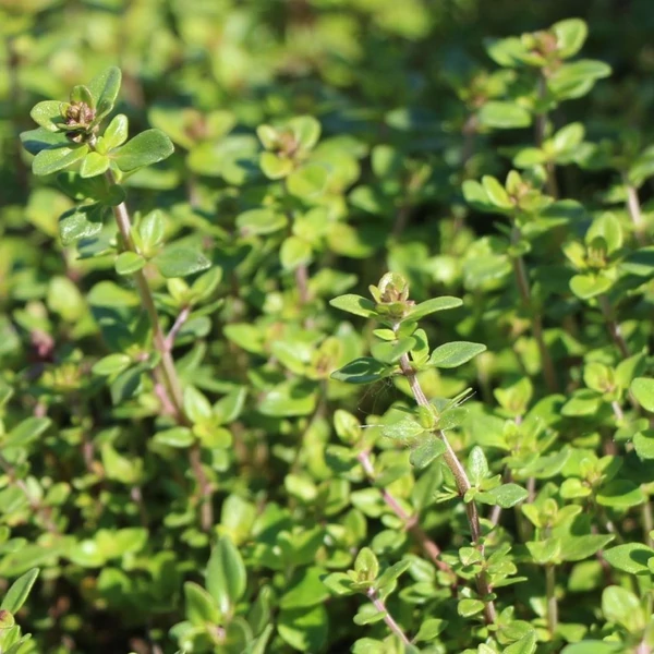 Thymus x citriodorus 'Lemon' – Citrom illatú kakukkfű