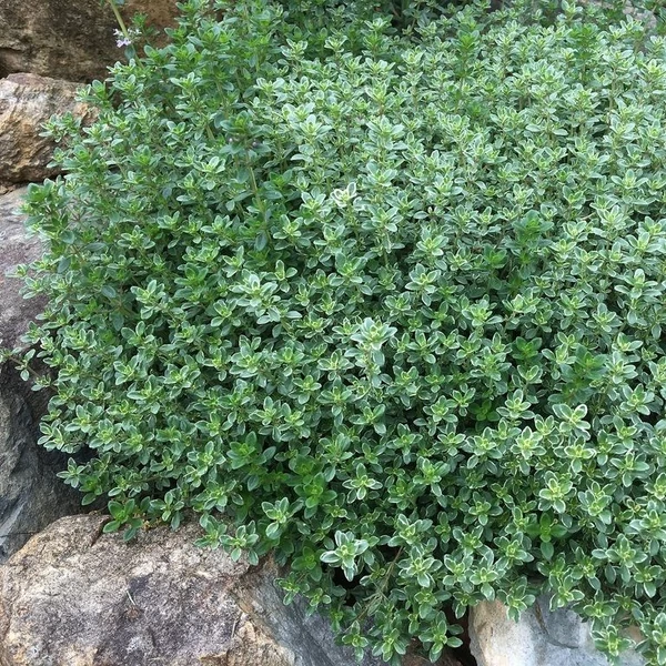 Thymus x citriodorus 'Lemon' – Citrom illatú kakukkfű