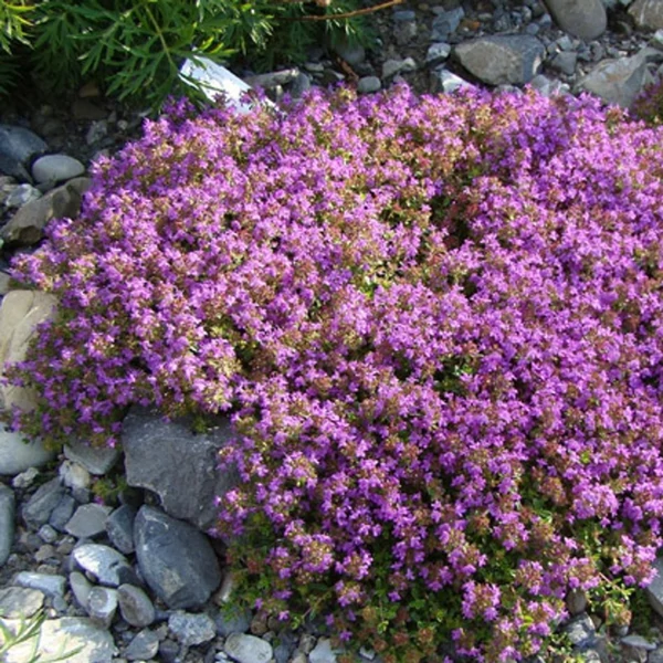 Thymus serpyllum - Mezei kakukkfű