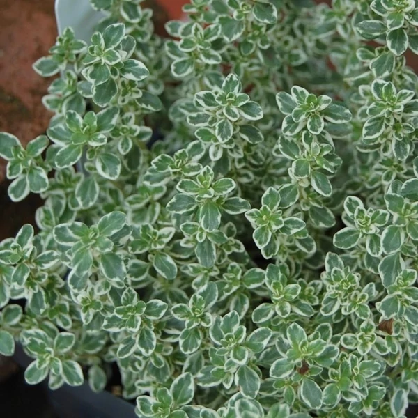 Thymus 'Sparkling Bright' – Kakukkfű