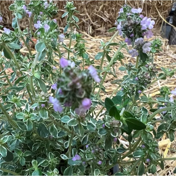 Thymus 'Sparkling Bright' – Kakukkfű